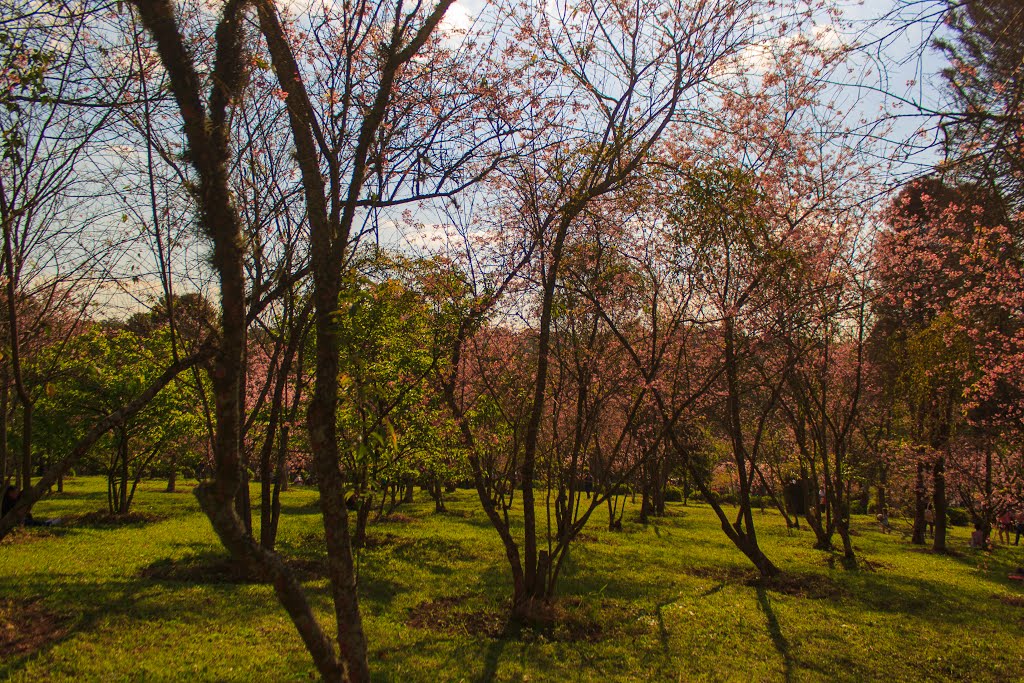 Parque do Carmo - Festa da Cerejeira em Flor by Henrique Granado