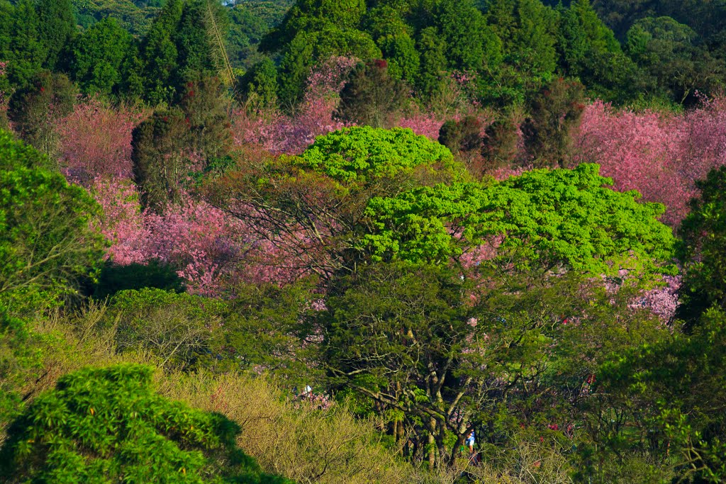 Parque do Carmo - Festa da Cerejeira em Flor by Henrique Granado