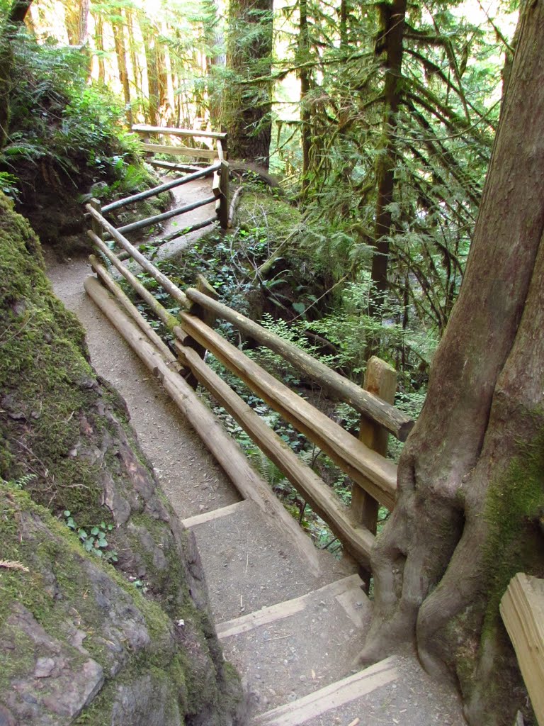 Marymere Falls Trail by Chris Sanfino