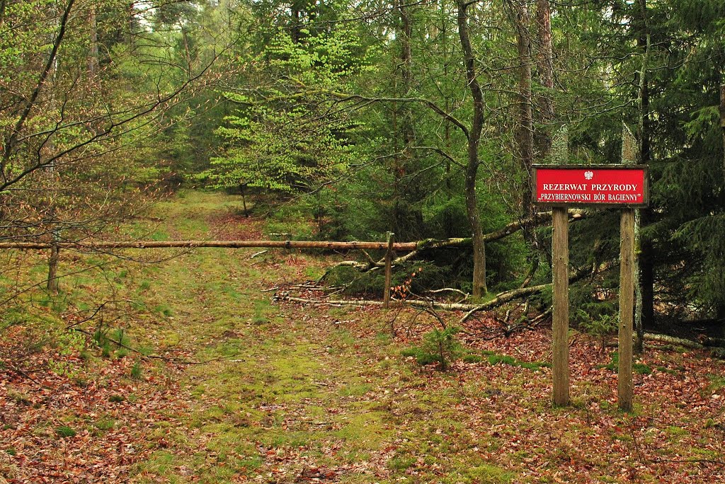 Rezerwat przyrody "Przybiernowski Bór Bagienny" - leśny, o powierzchni 66,01 ha, założony 5 maja 2004, w województwie zachodniopomorskim, w powiecie goleniowskim, gmina Przybiernów, 1,5 km na południe od Buka, 2 km na północ-północny zachód od Trzechela i by Dębski Piotr