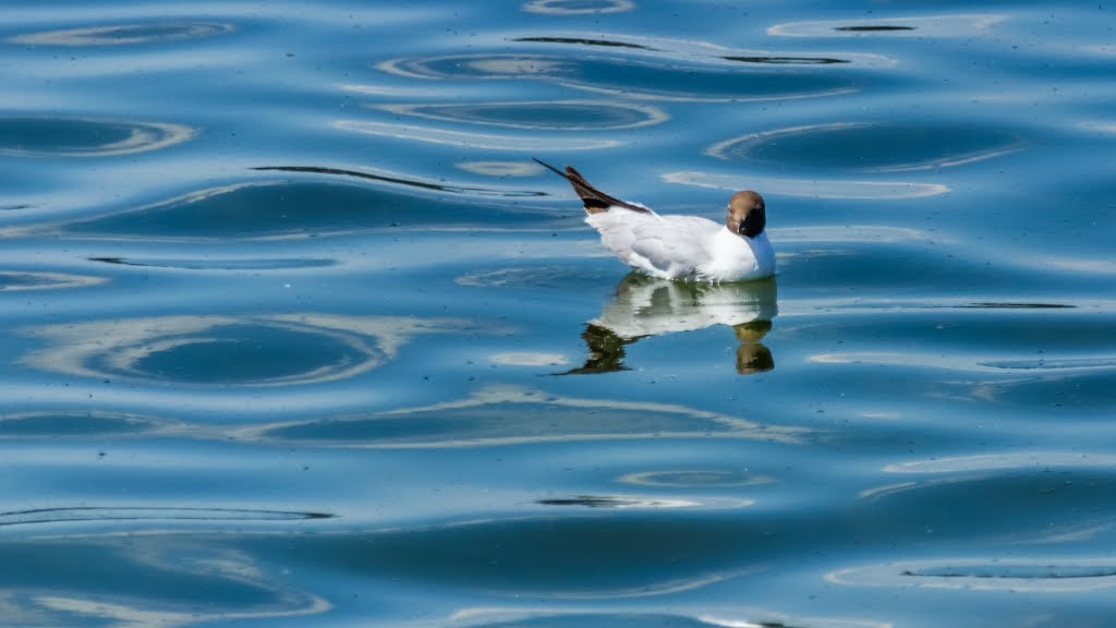 Möwe auf dem Chiemsee by moatlspeed