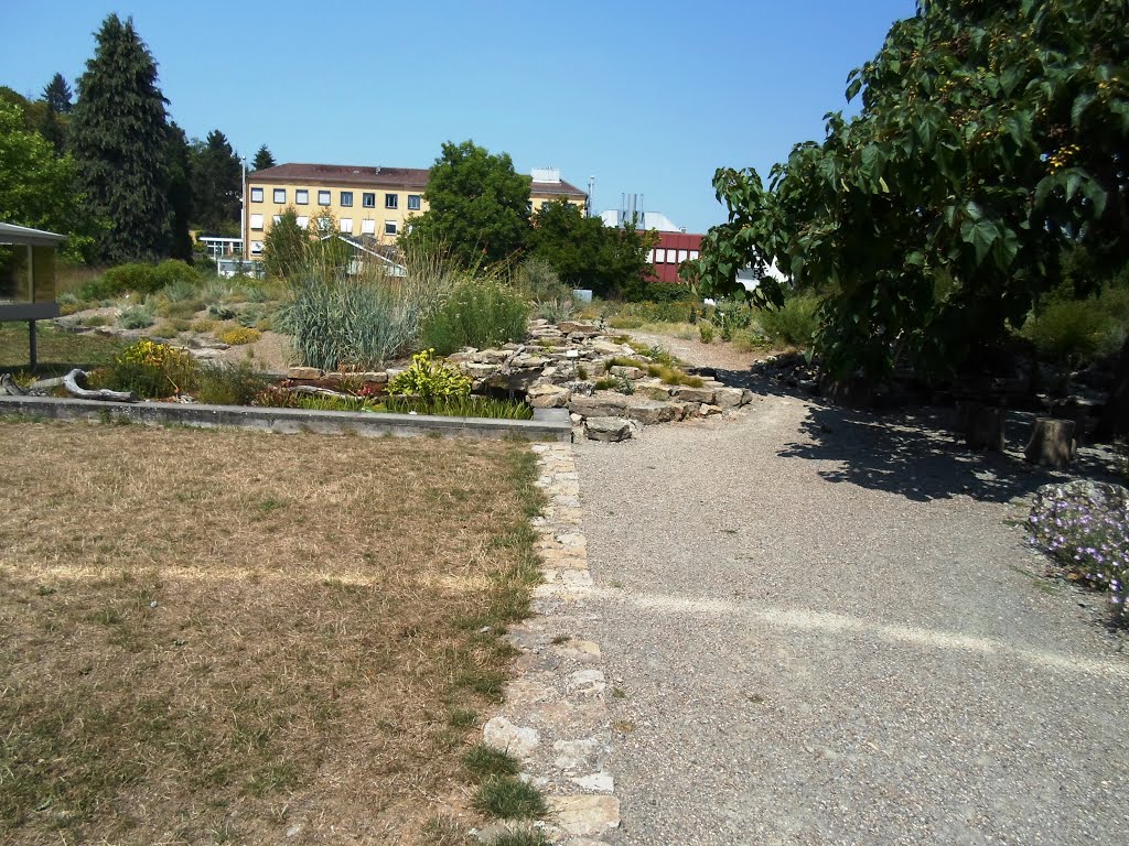 Botanic Garden in Würzburg by DK G