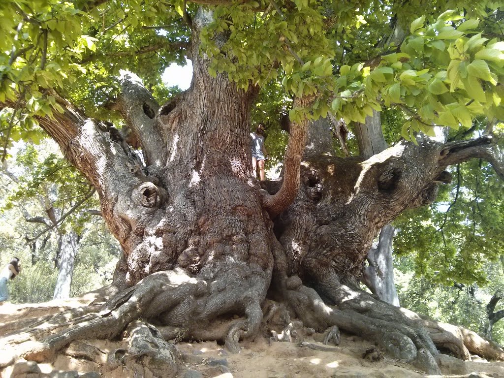 Castaño del Santo, Istán, Málaga, Spain by Diego Jarillo