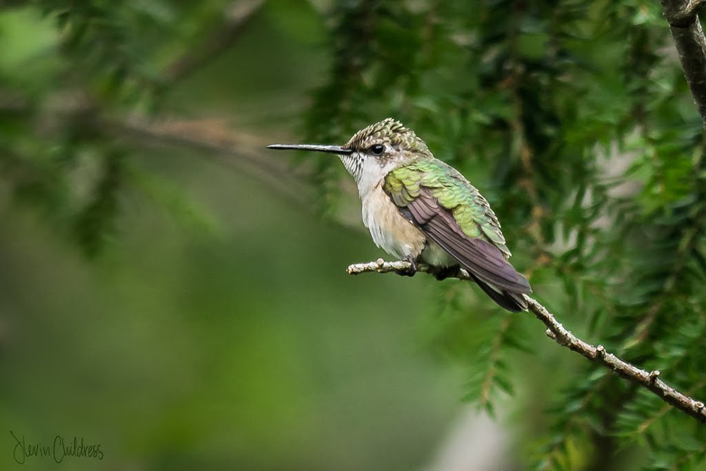 Ruby Throated Hummingbird by Kevin Childress