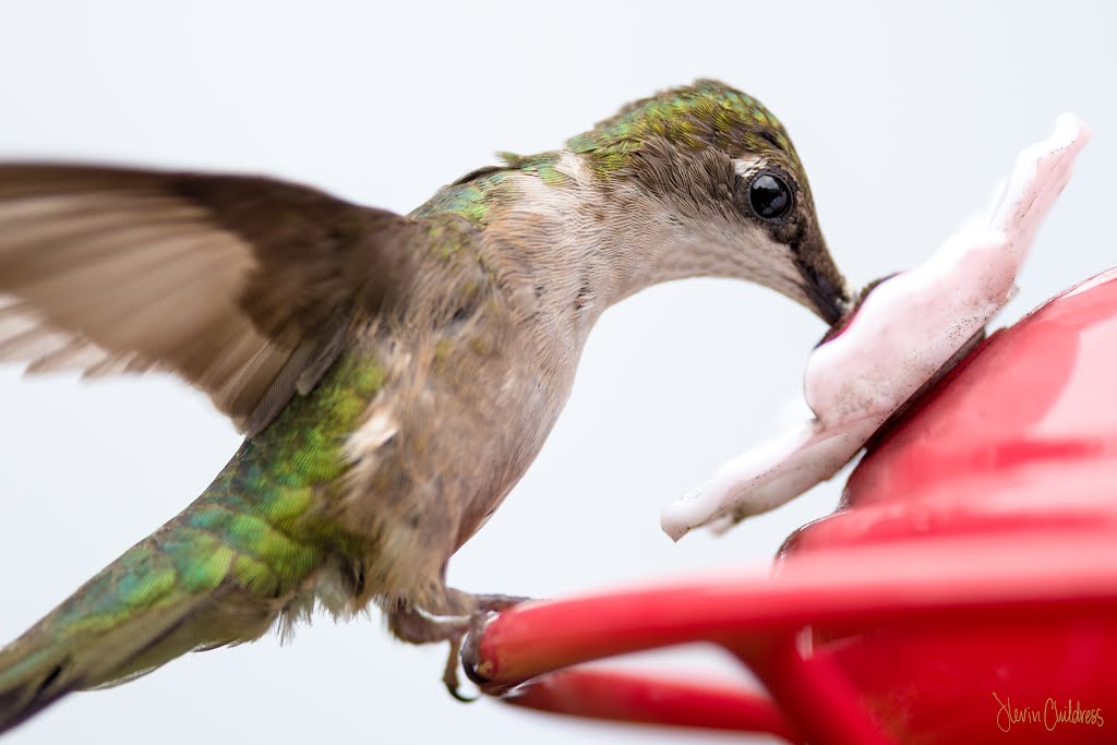 Ruby Throated Hummingbird by Kevin Childress