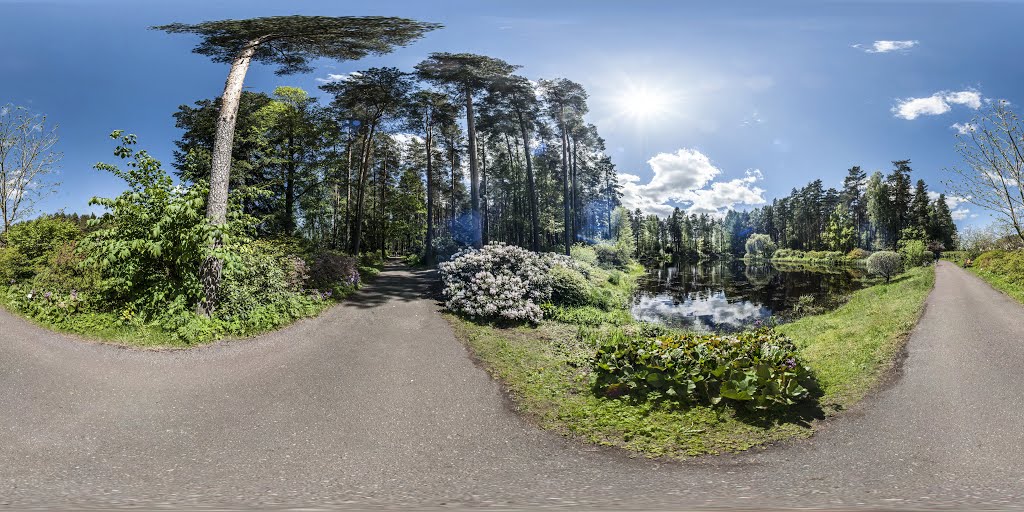 Nursery of Rhododendrons "Babite" by kloflins