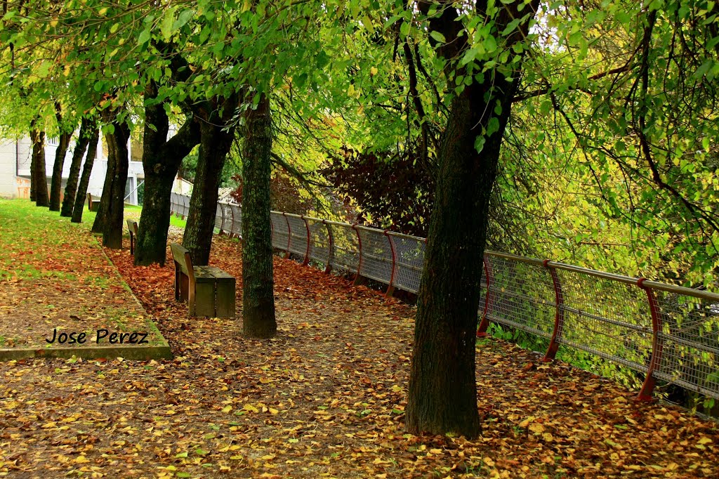 Parque en Otoño (Ourense) by Jose Perez Dominguez