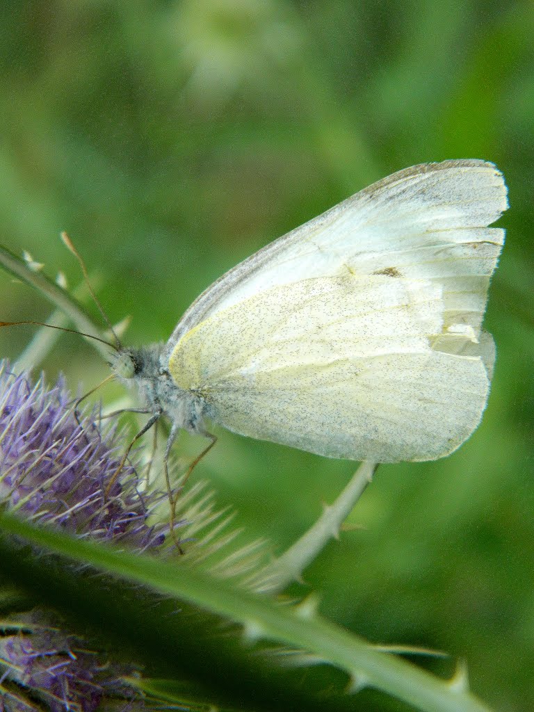 Bělásek zelný (Pieris brassicae) na květu Štětka plavá ( Dipsacus sylvestris ) / Cabbage white (Pieris brassicae) to flower brush wild ( Dipsacus sylvestris ) by petr59