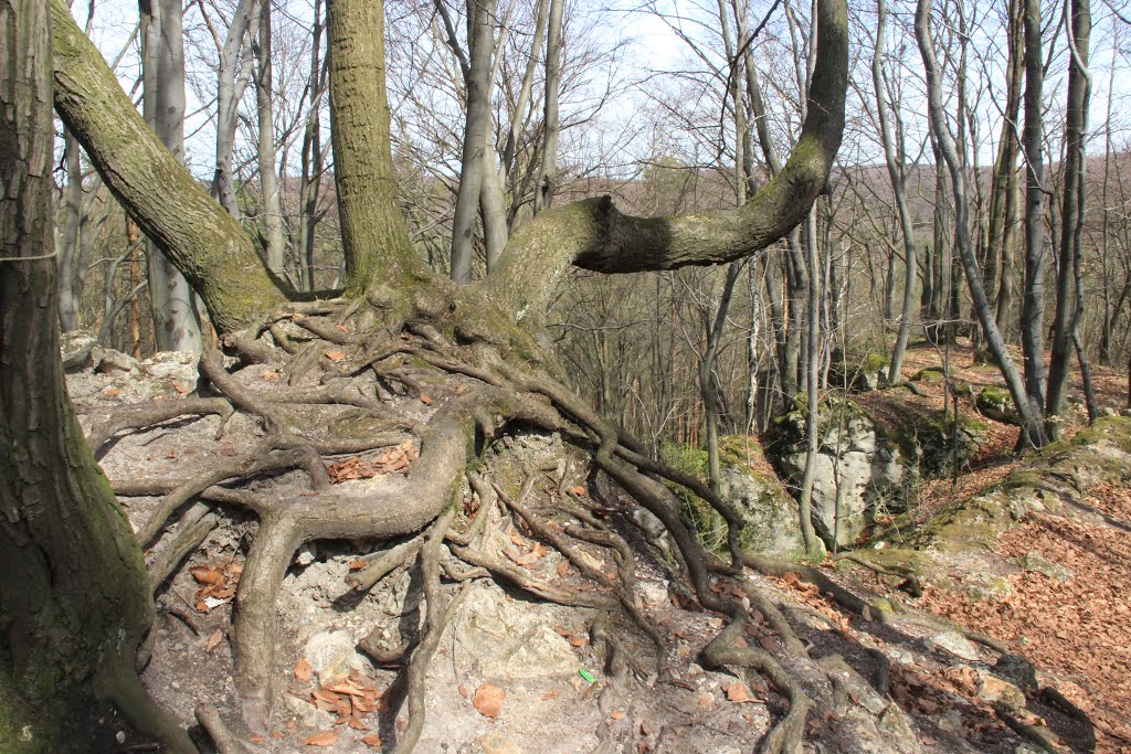 Roots embedding jurassic rock - The ruins of Ostrężnik castle by Loton4