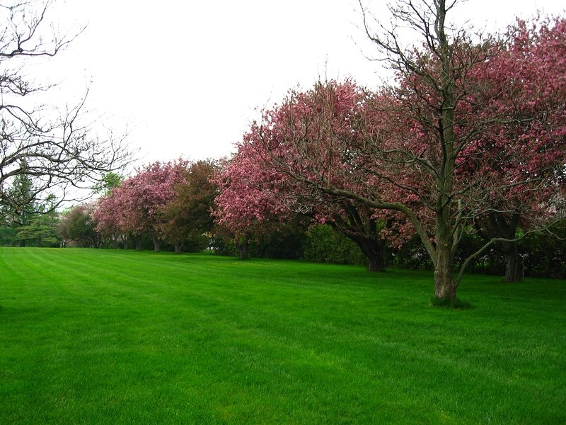 Crabapple Blossoms, The Experimental Farm, Ottawa by mudhooks