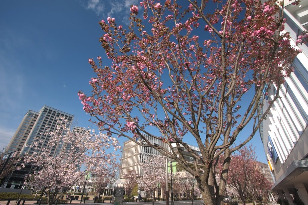 20150415　柏の葉キャンパス駅前の八重桜（柏市） by rerereno-ozi3