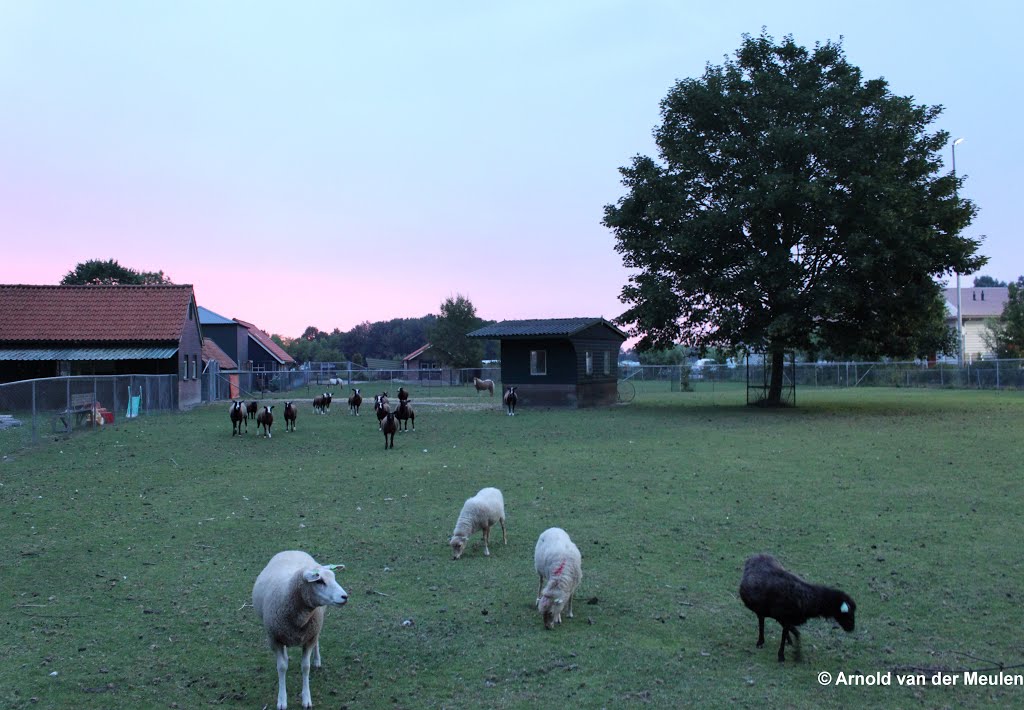 Sheep by Arnold van der Meule…