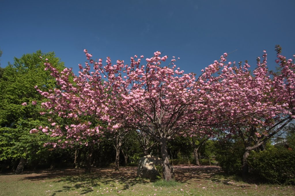 20150422　柏の葉公園の八重桜（柏市） by rerereno-ozi3