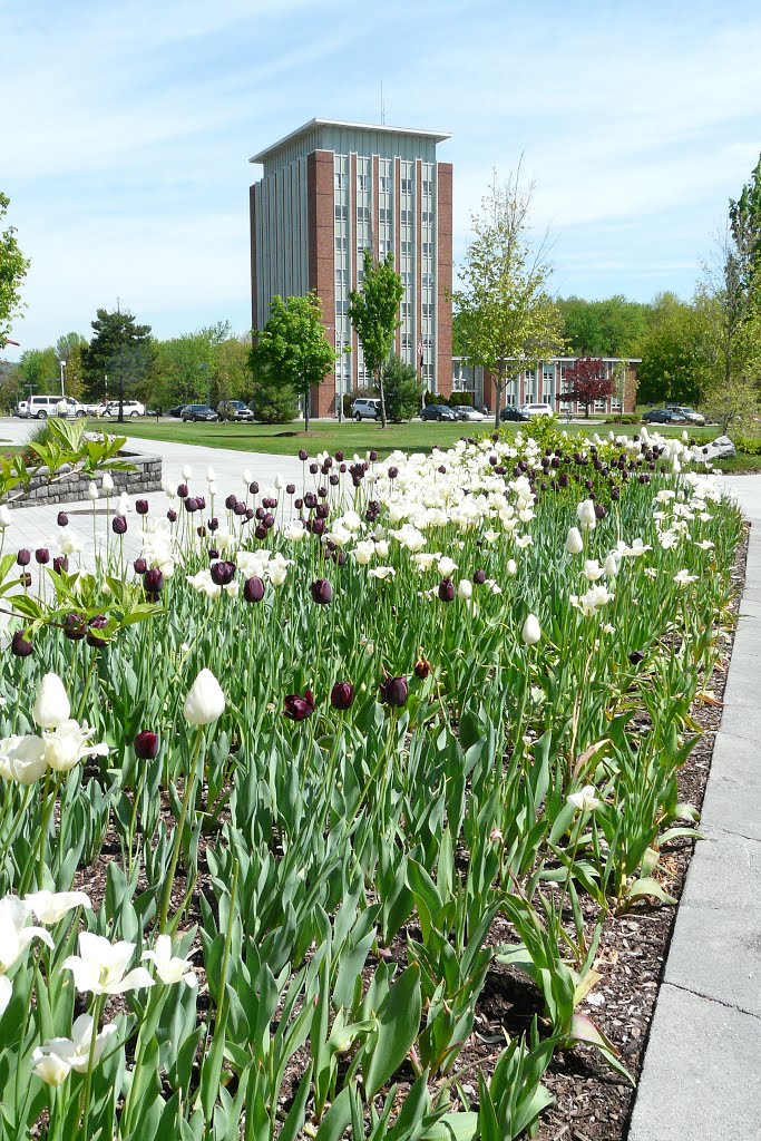 © 5.13.10 Tulips at BU by Geraldine Clark