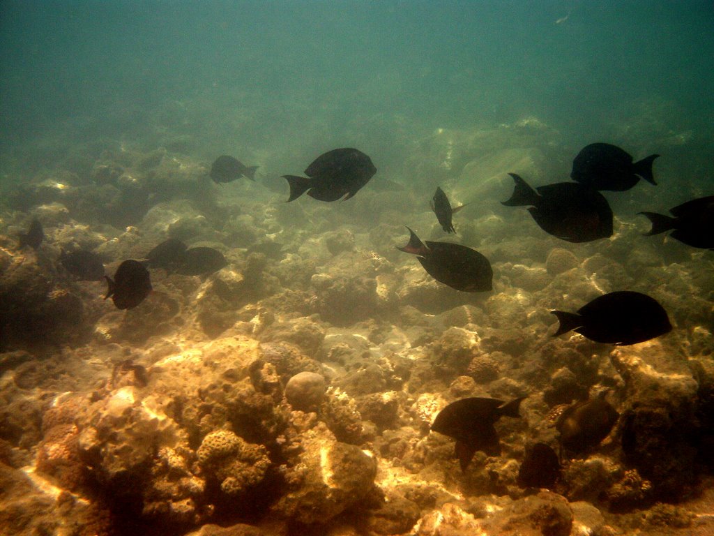 Naama Bay marine life by Tom Gainer