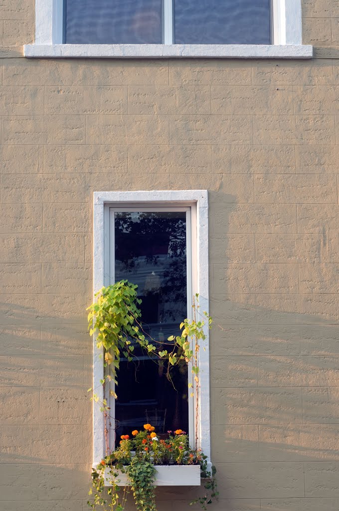 Flower Window by Reyher Photo