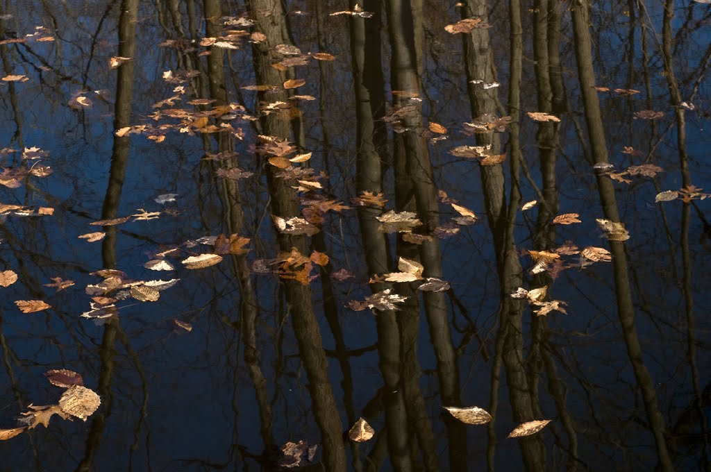 Leaves in Pond by Reyher Photo