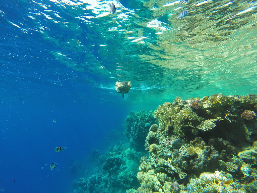 Port Ghaleb beach reef, Red Sea, Egypt by Jaroslav Sedlář