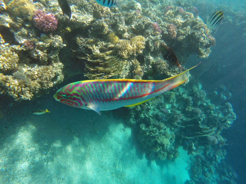 Port Ghaleb beach reef, Red Sea, Egypt by Jaroslav Sedlář