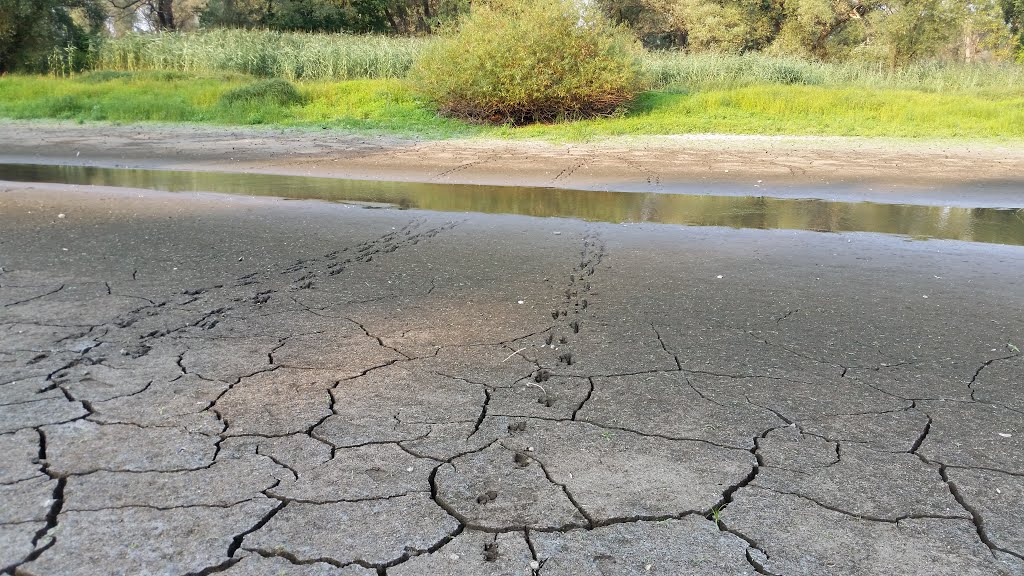 Odra river, Glogow lower silesia, drought 08.2015 by obione81