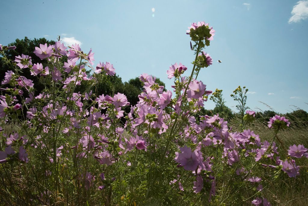 Hawley Meadows by DAVID ROBINS