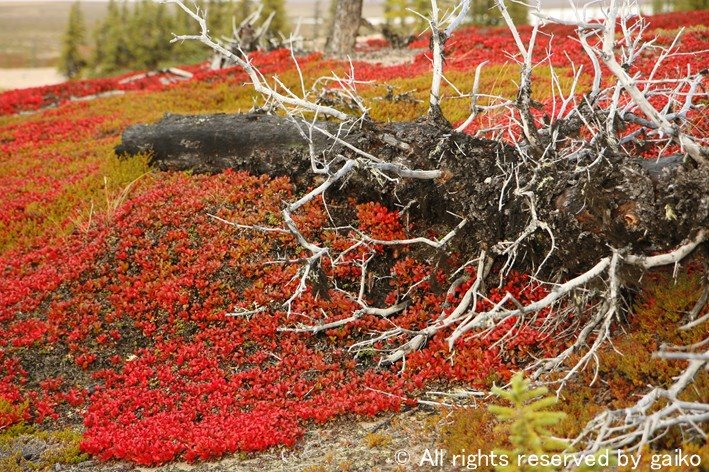 Tundra color by gaiko