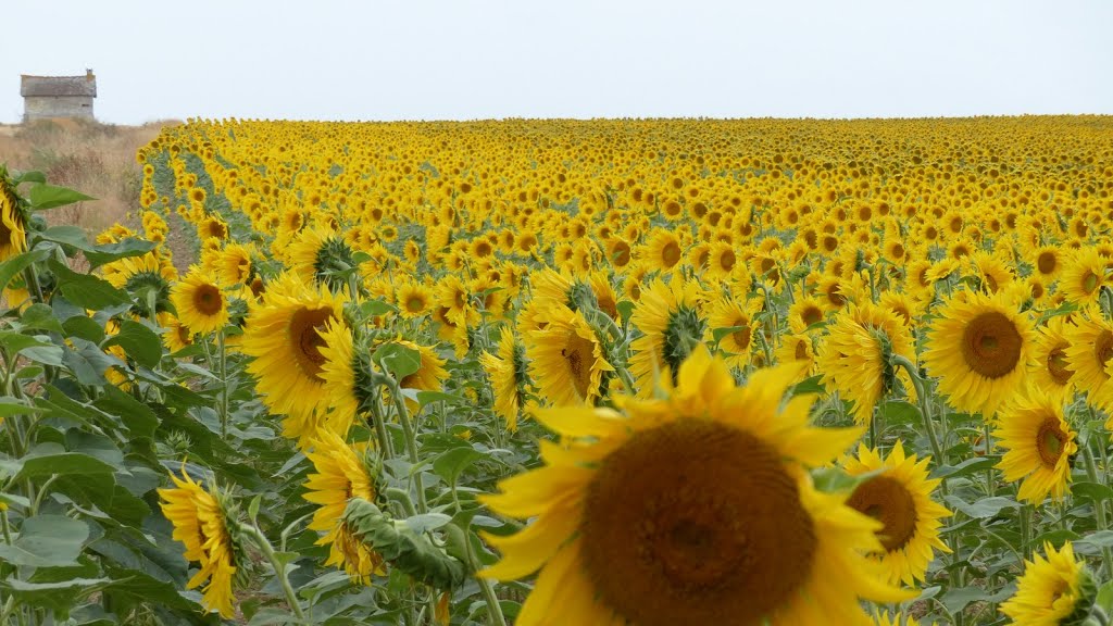 Mazangé - D5 - Champ de tournesols by epaulard59