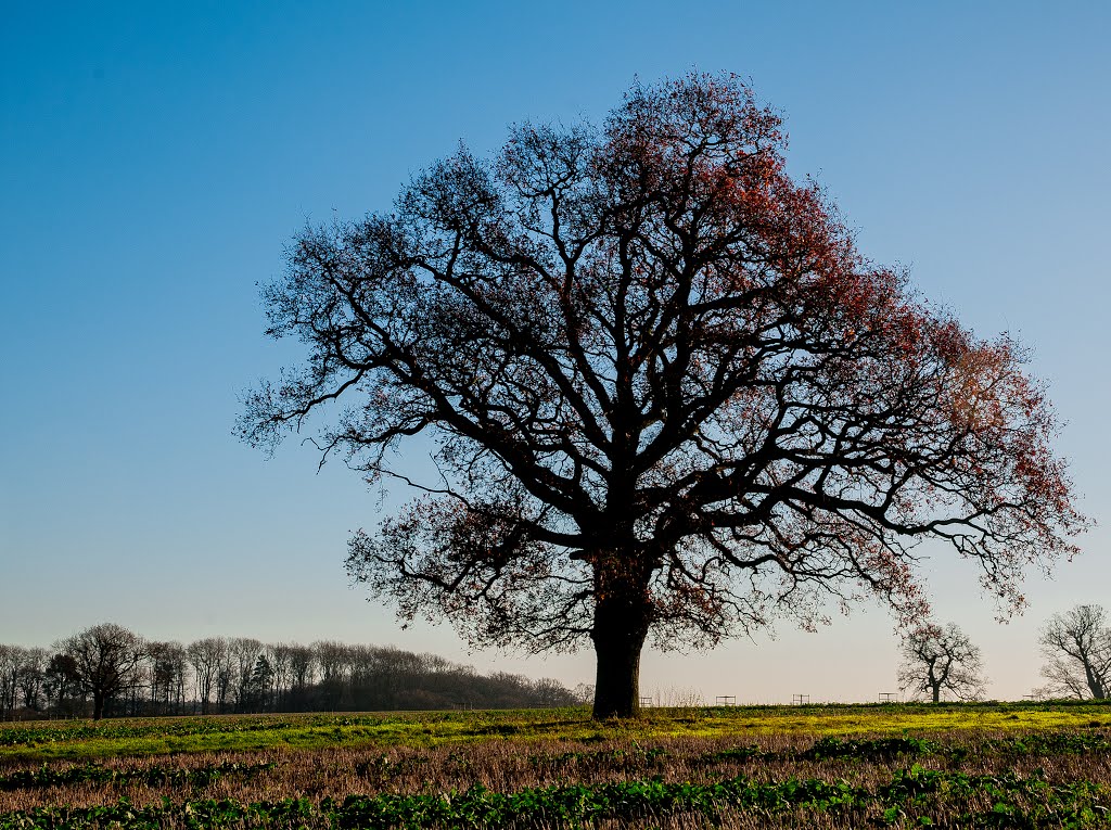 Grimsthorpe Park by Lefkoritakis