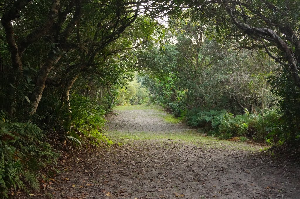 Trilha da Vila de Marujá - Ilha do Cardoso - SP by Andre Pimentel