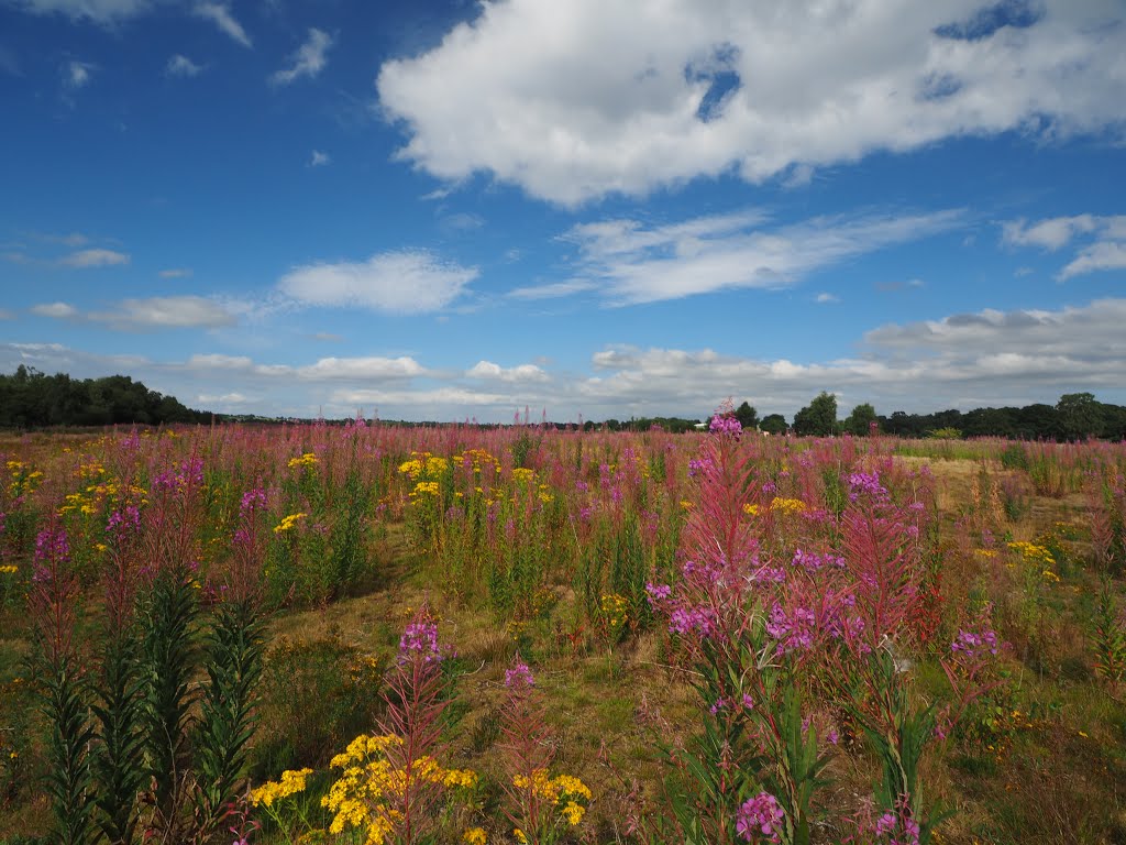 Whitchurch Rural SY13, UK by Tim Gardner