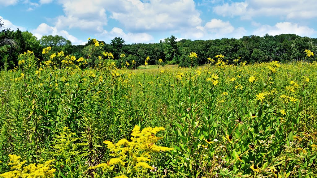 Prairie Restoration @ Mirror Lake State Park by Aaron Carlson