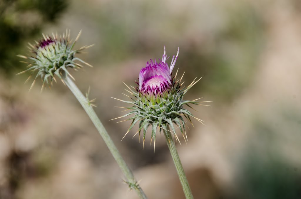 Tucson, AZ, USA by Steve Tignor