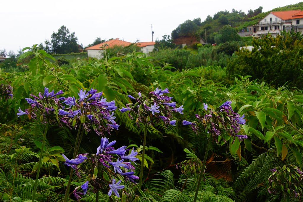 Santana Madeira by Karl Pallinger