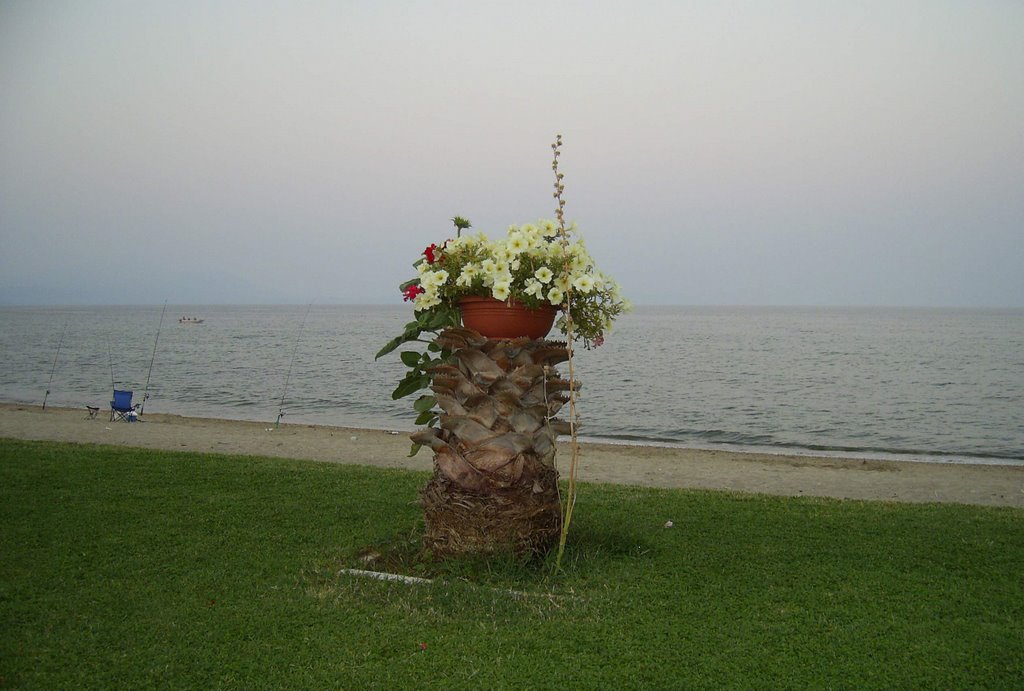 Beach flowers by kiril_stoilov