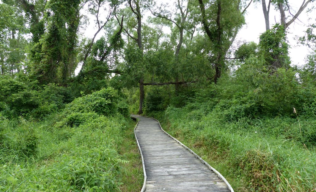 Point Pelee, Ontario, Canada. by D Cetinic