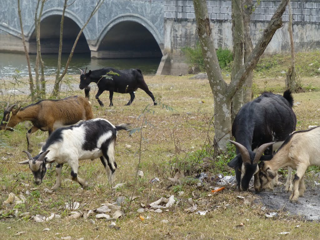 Trường Yên, tp. Ninh Bình, Ninh Bình, Vietnam by Lân Nguyễn