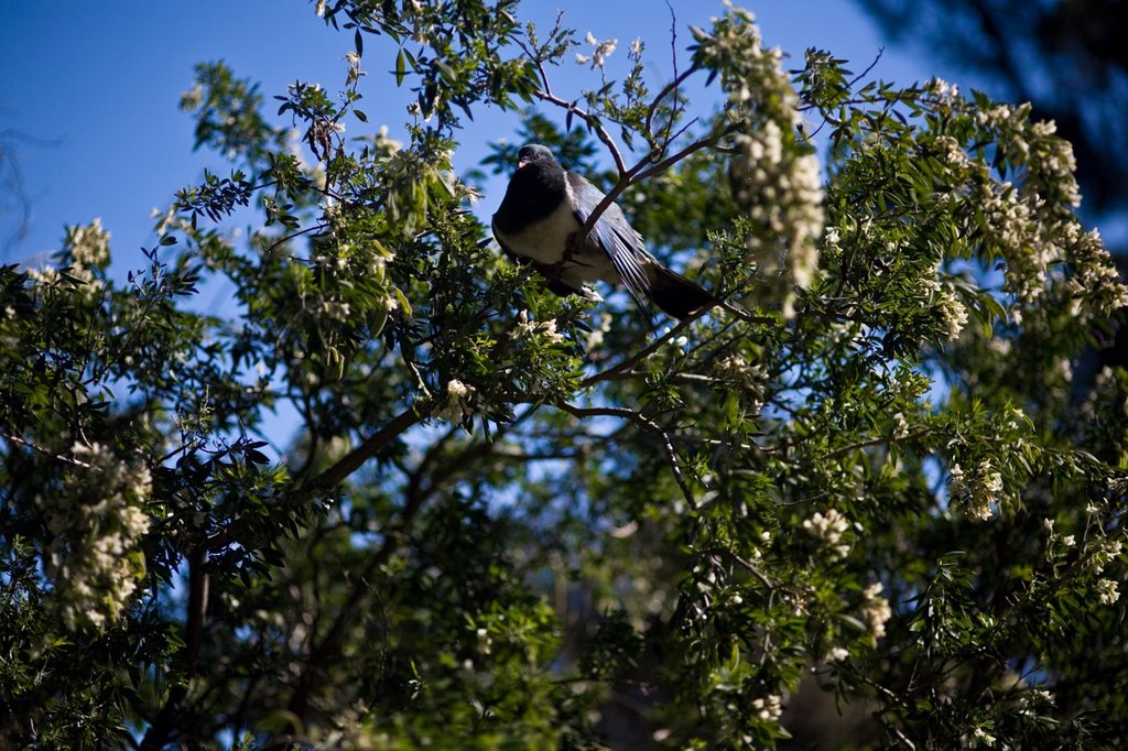 Bird in tree, Akaroa by Ben Delfont