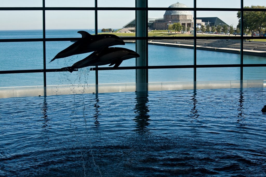 Shedd Aquarium, Chicago by Ben Delfont