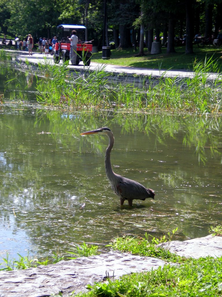 Héron au Lac des Castors by fanie_scarlet