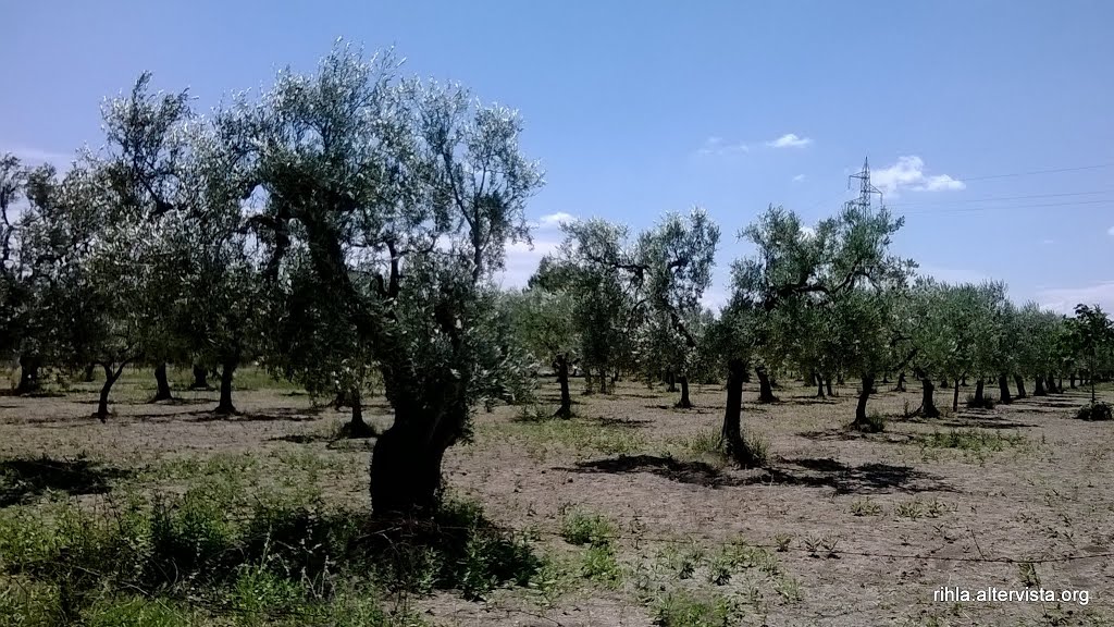 71036 Lucera, Province of Foggia, Italy by Rihla MG