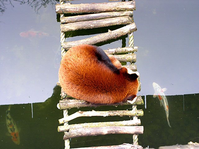 Kleiner Panda träumt vom Fischen, Tierpark Hellabrunn by JustforFun