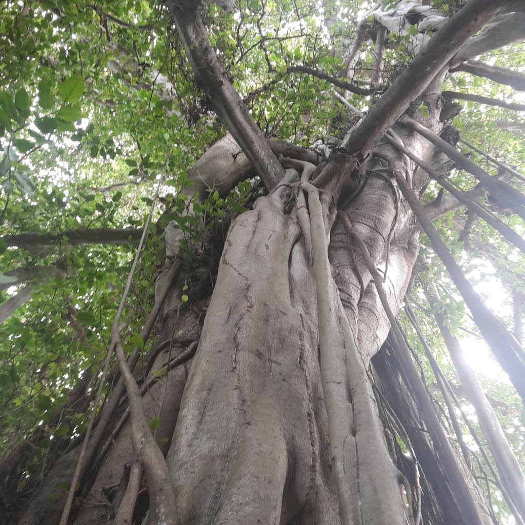 Big Tree Kuramati by Konstantinos Lisavak…