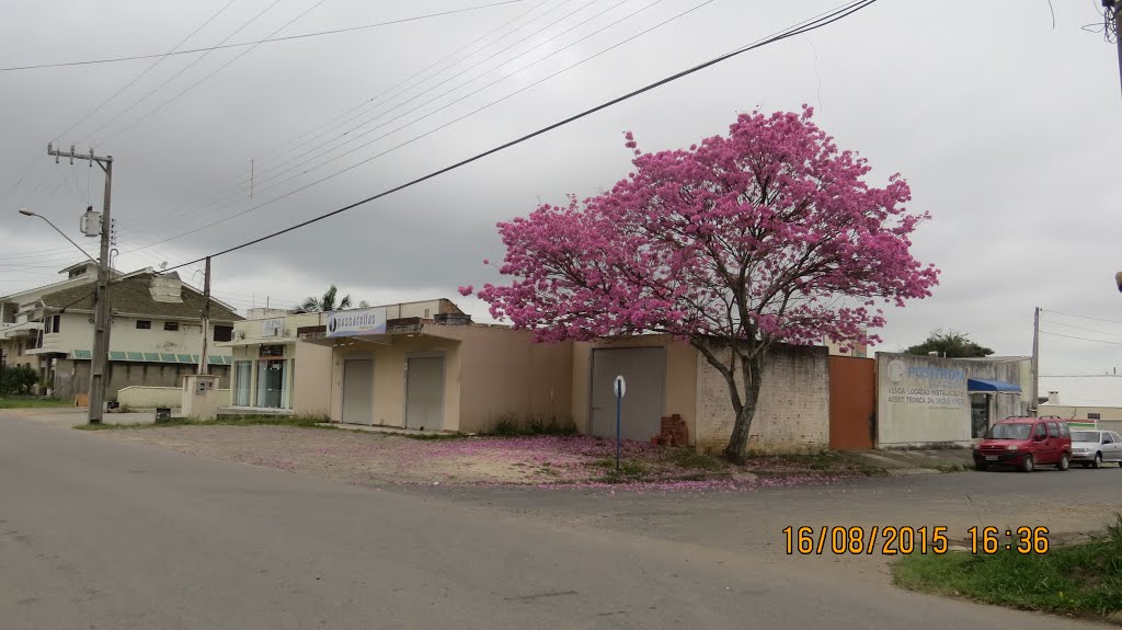 Ipê Roxo - Capivari de Baixo, SC,Brasil by Luiz Gaspar Leal