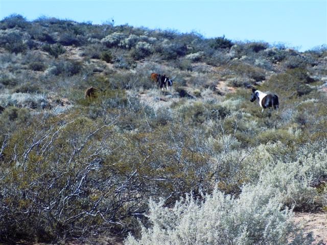 Confluencia Department, Neuquen, Argentina by vivalavida!