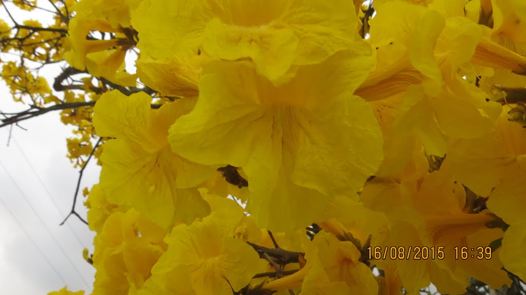 Ipe Amarelo, Centro, Capivari de Baixo, SC, Brasil by Luiz Gaspar Leal