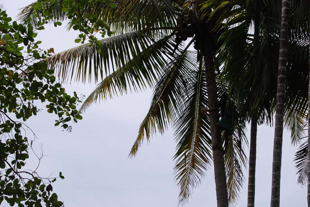 Farmer climbing coconut tree by binoikv