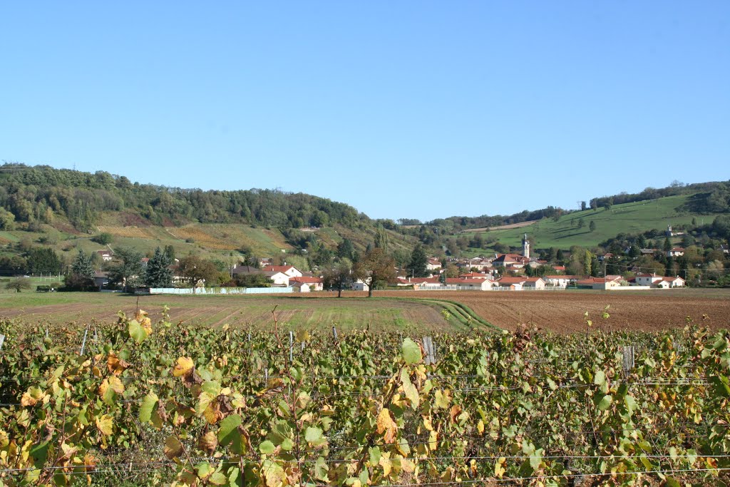 Vignes Domaine Duport Joseph, Vaux en Bugey by Domaine-Duport-Josep…