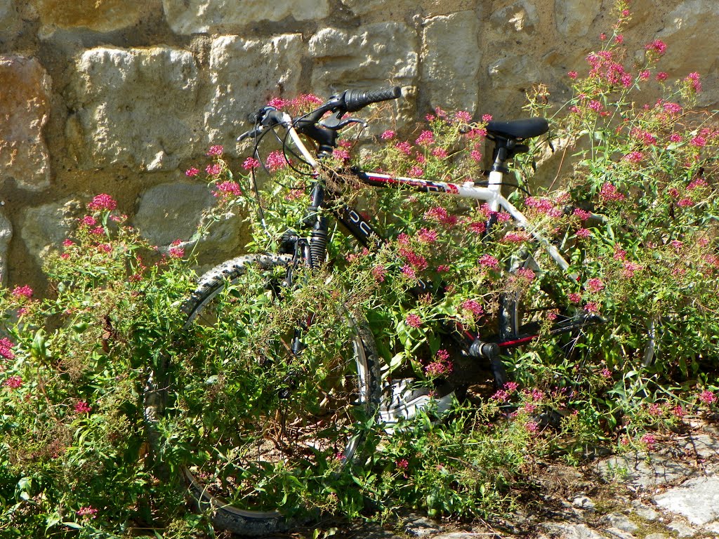 Bicicleta florida by Jaume Lamarca