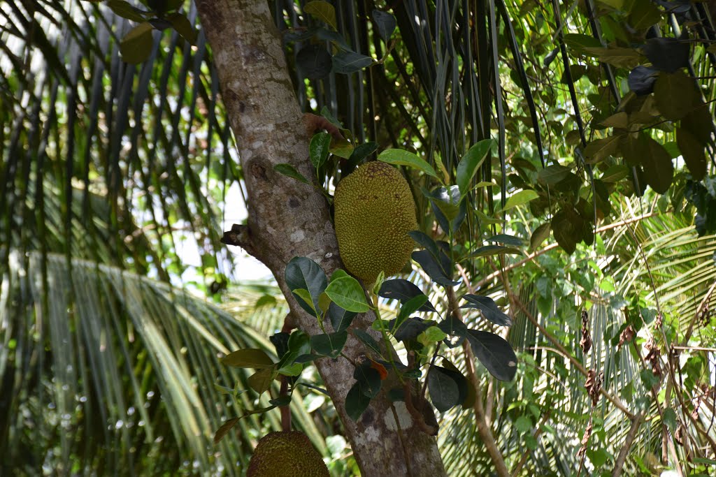 Mekong Delta - Vietnam - 2015 by Ole Holbech