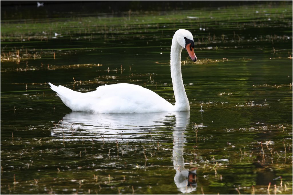 Schwanenpotrait im Benrather-Schloßpark by photosmart